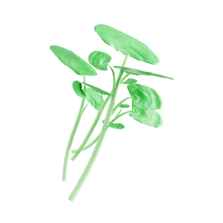 Watercress  3D Icon