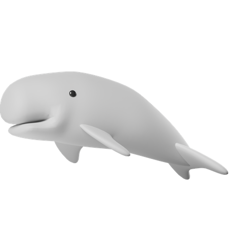 Whale  3D Icon