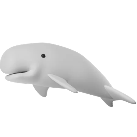 Whale  3D Icon