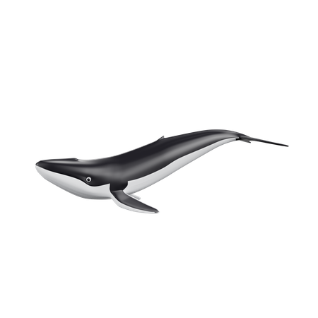 Whale  3D Icon