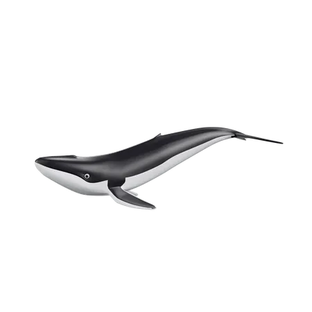 Whale  3D Icon