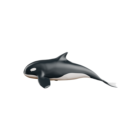 Whale  3D Icon