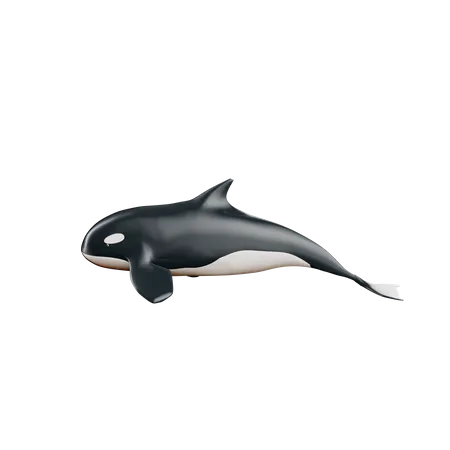 Whale  3D Icon