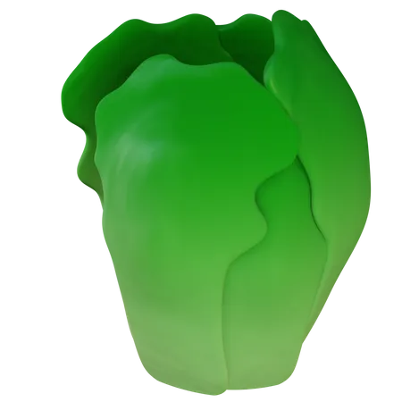 White Cabbage  3D Illustration