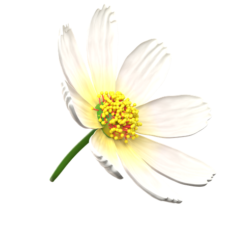 White Cosmos Flower  3D Icon