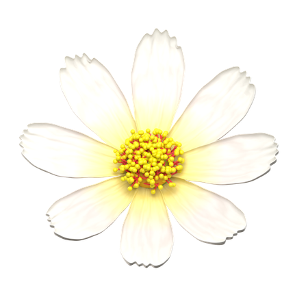 White Cosmos Flower  3D Icon