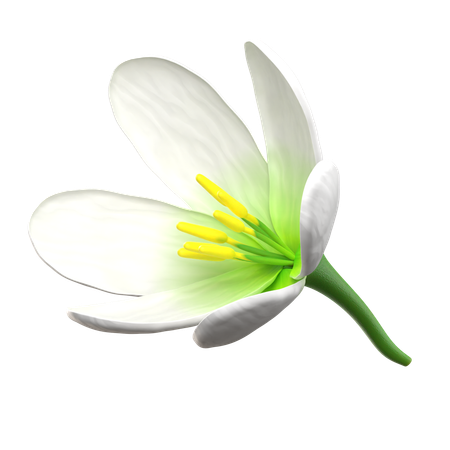 White Lotus Flower  3D Icon