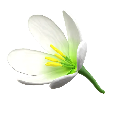 White Lotus Flower  3D Icon