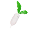 White Radish