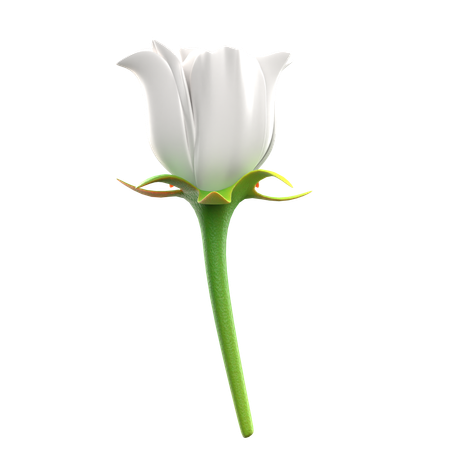 White Roses Flower  3D Icon