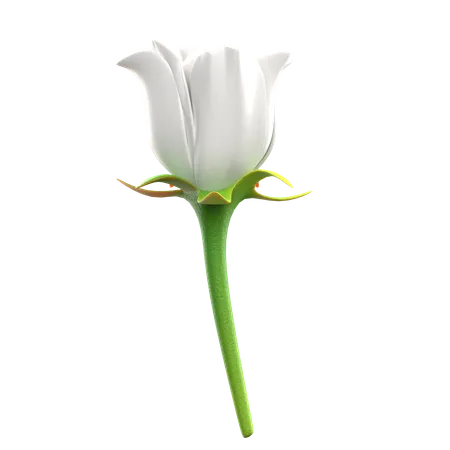 White Roses Flower  3D Icon