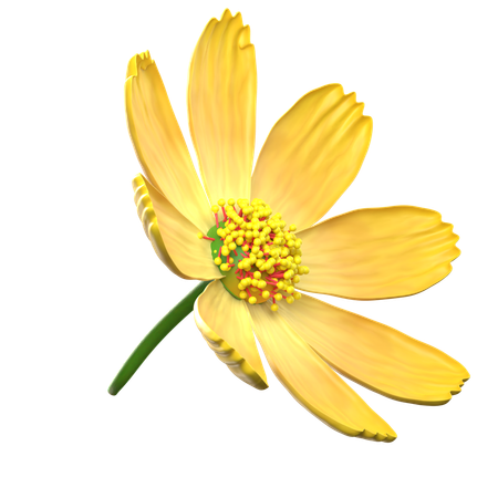 Yellow Cosmos Flower  3D Icon
