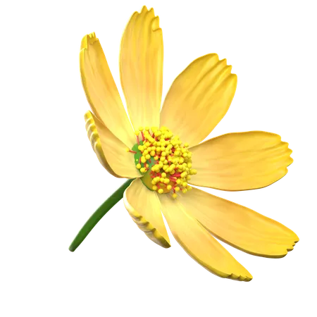 Yellow Cosmos Flower  3D Icon