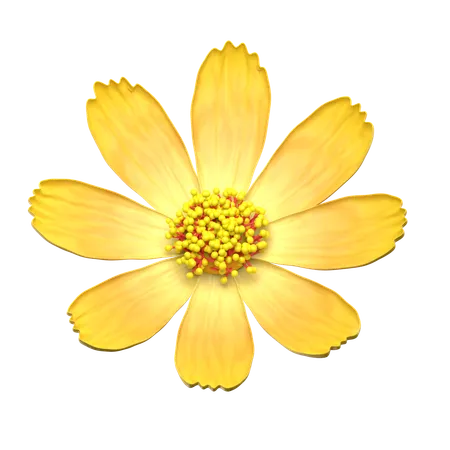 Yellow Cosmos Flower  3D Icon