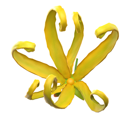 Ylang Ylang Flower  3D Icon