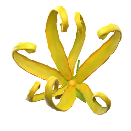 Ylang Ylang Flower  3D Icon