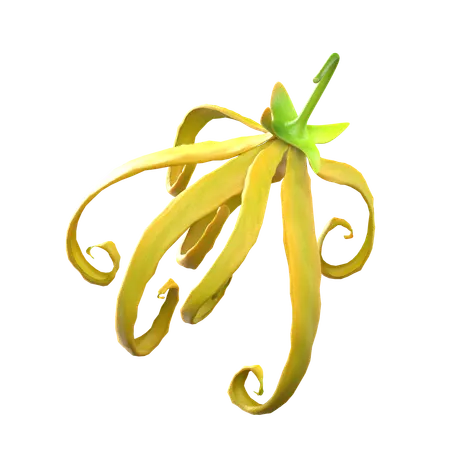 Ylang Ylang Flower  3D Icon