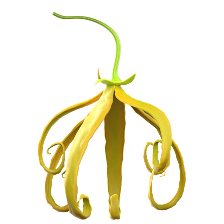 Ylang Ylang Flower  3D Icon