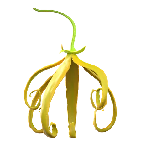Ylang Ylang Flower  3D Icon