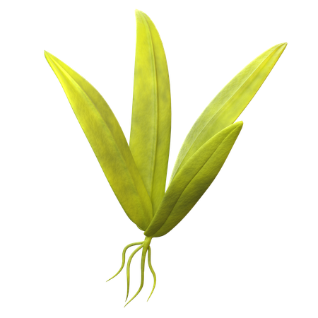 Young Rice Sprout  3D Icon