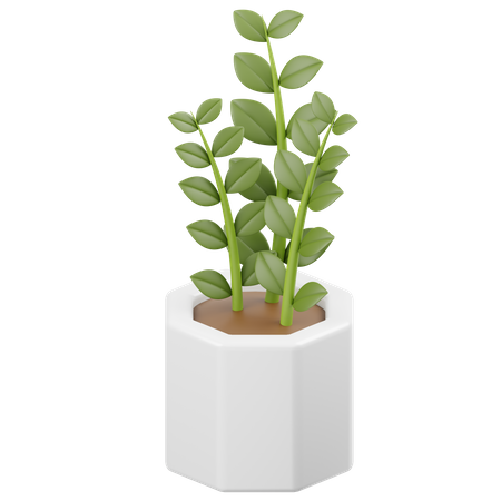 Plante zamioculcas zamiifolia  3D Icon