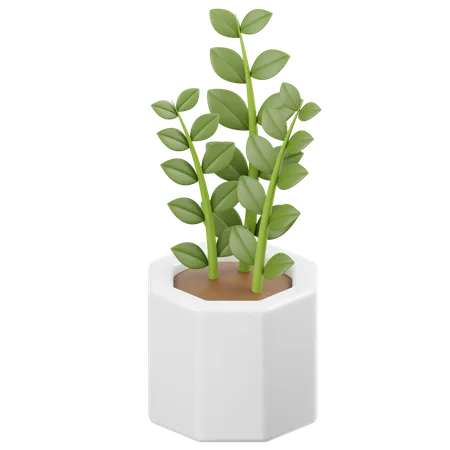 Plante zamioculcas zamiifolia  3D Icon