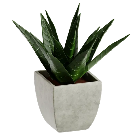Zebra Cactus  3D Icon
