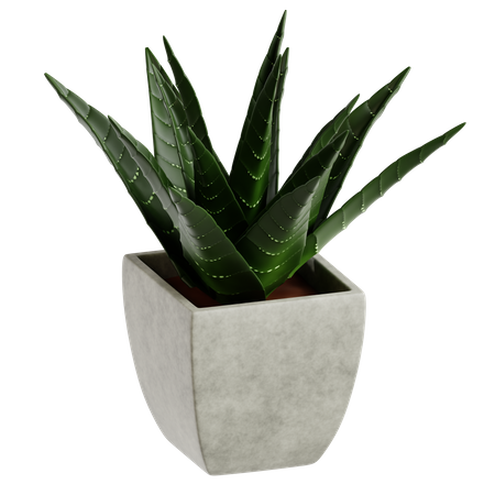 Cactus zèbre  3D Icon