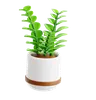 ZZ Plant